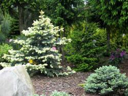 DABROWKA - ornamental, coniferous, deciduous shrubs nursery, Poland 01