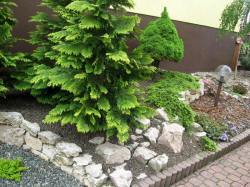 DABROWKA - ornamental, coniferous, deciduous shrubs nursery, Poland 03